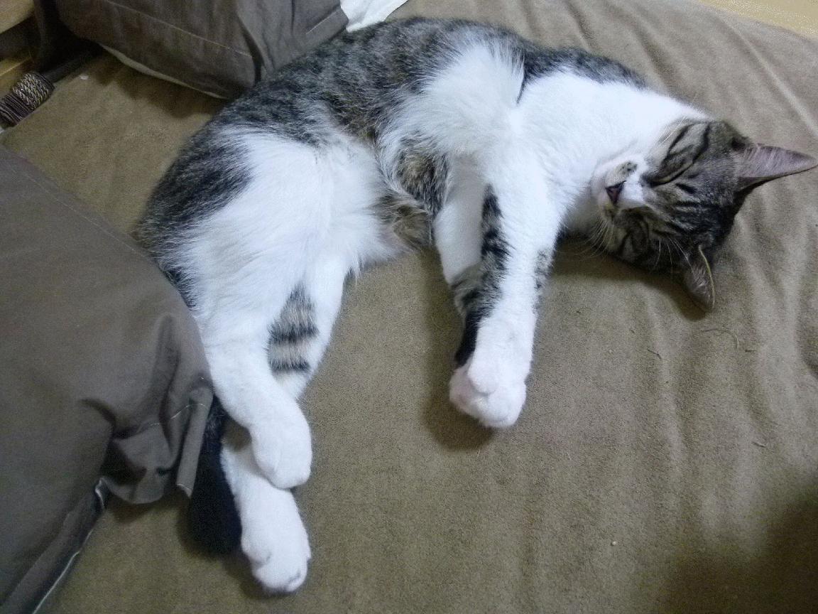 随机法甲赛季精彩瞬间：经典进球集合，最新法甲进球集锦