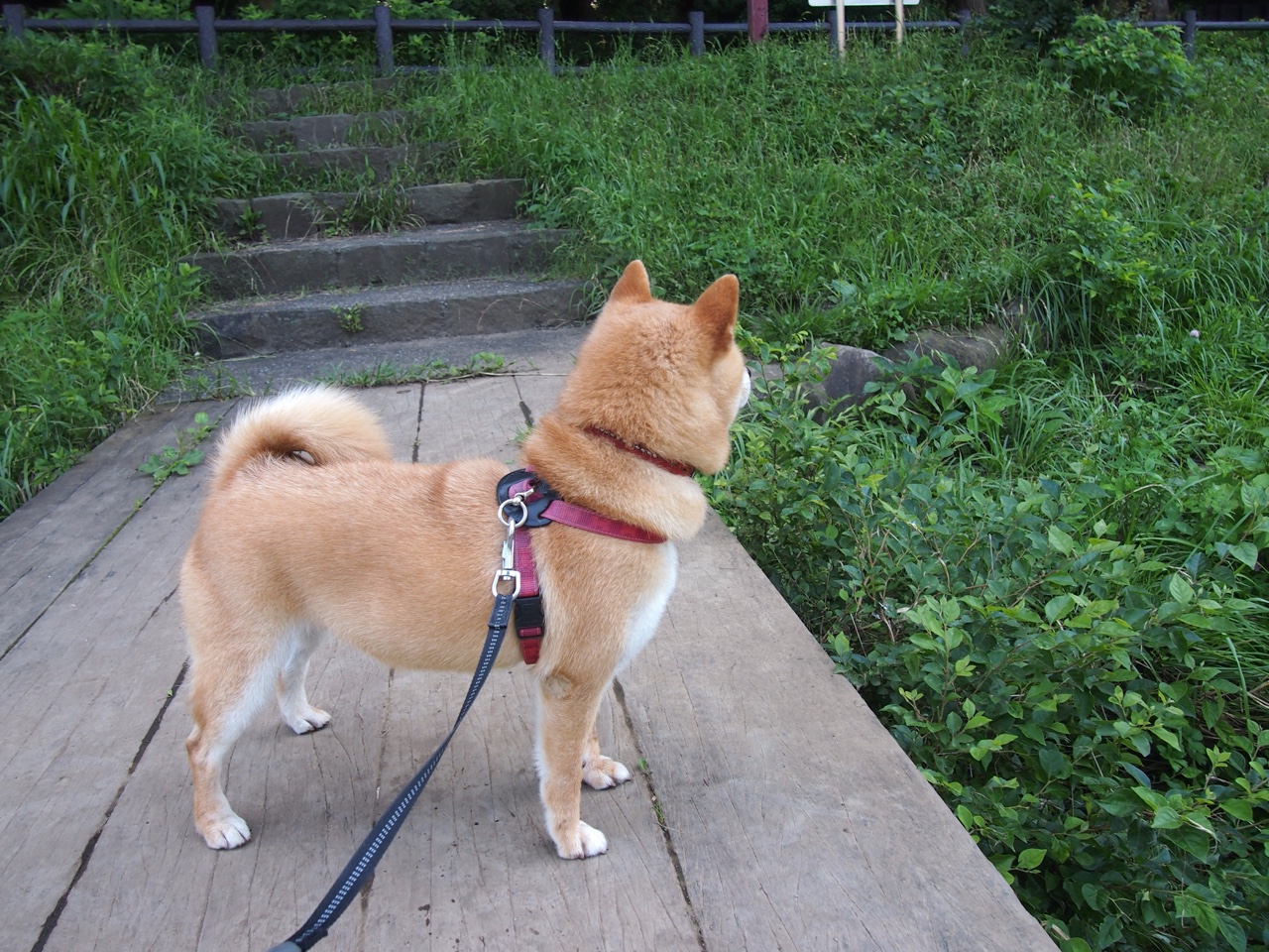 随机中国足球联赛新赛季新面貌，球员表现引人注目，中国足球国内联赛