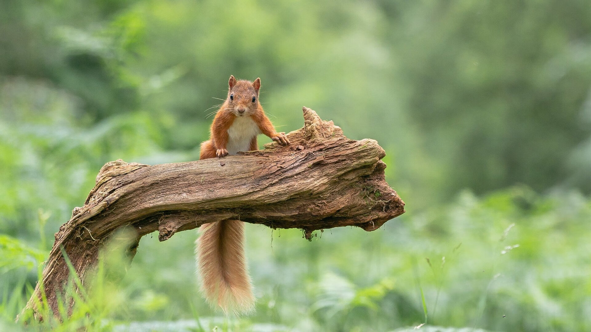 九游娱乐官网 (JIUYOU)-兹韦勒取得关键胜利，法国联赛表现逐渐回暖，法国网球公开赛兹维列夫
