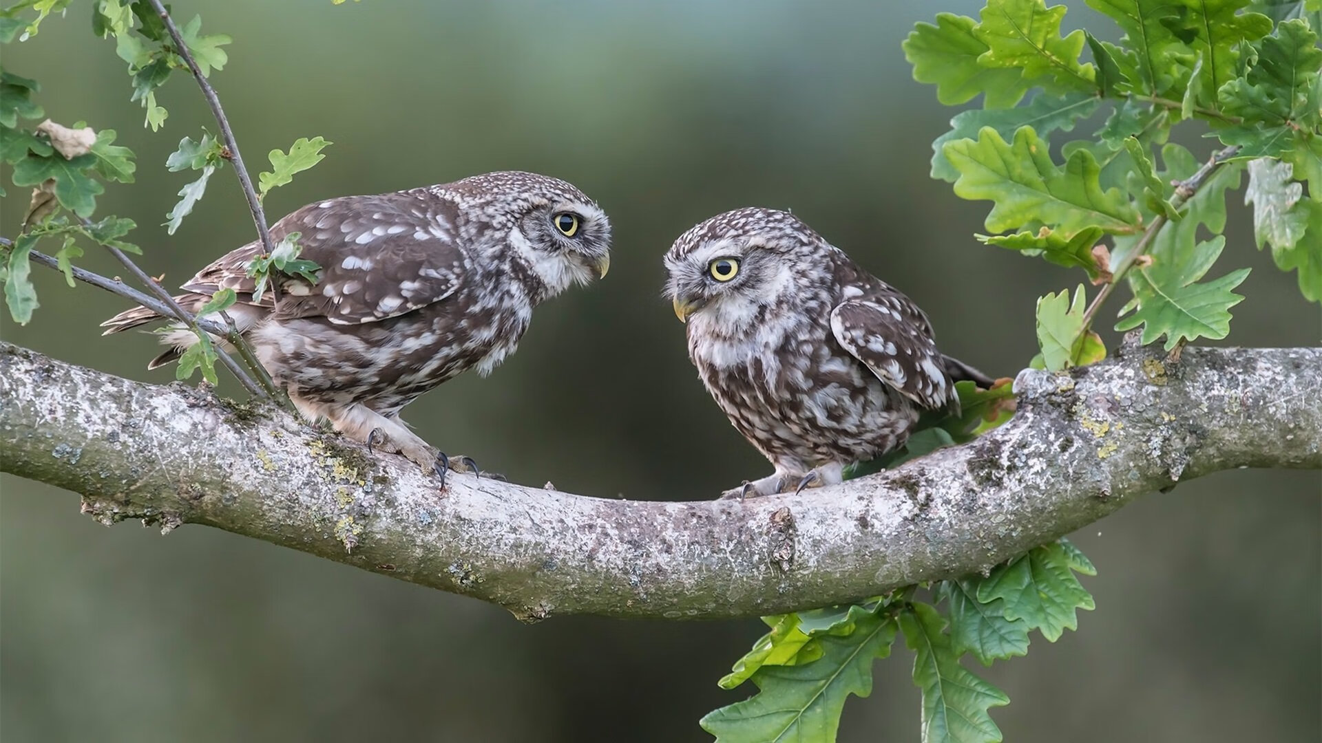 利物浦击败拜仁慕尼黑,成功晋级欧冠半决赛,利物浦欧冠比赛