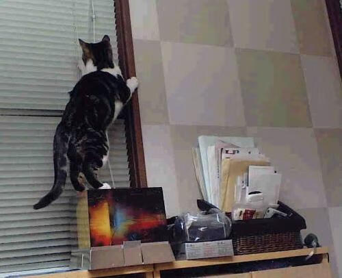 博卡青年主帅战术布置得当,博卡青年 球星