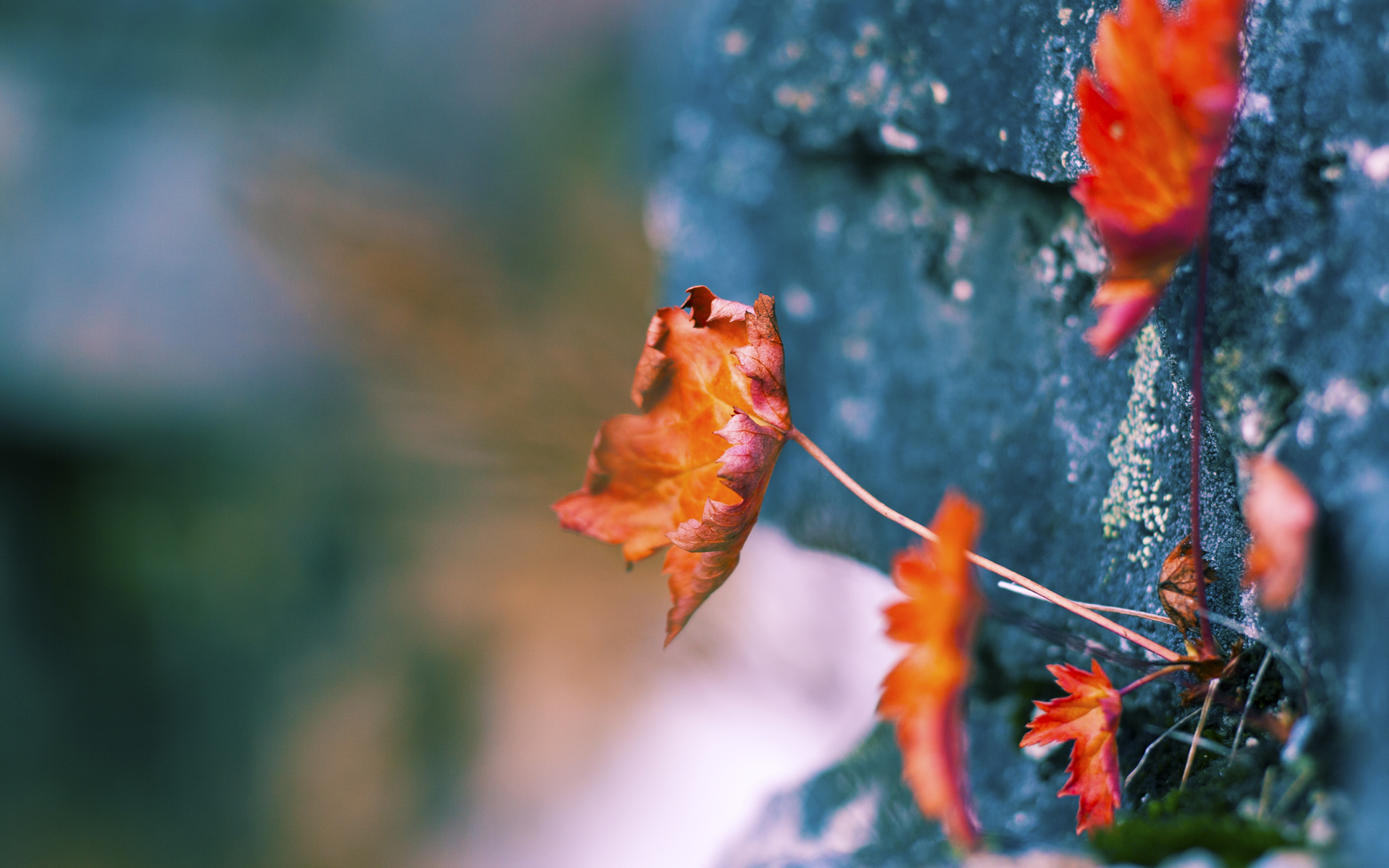 九游下载中心-维达德卡萨布兰卡球迷组织举办庆祝活动，支持球队，达维德卡拉布里亚