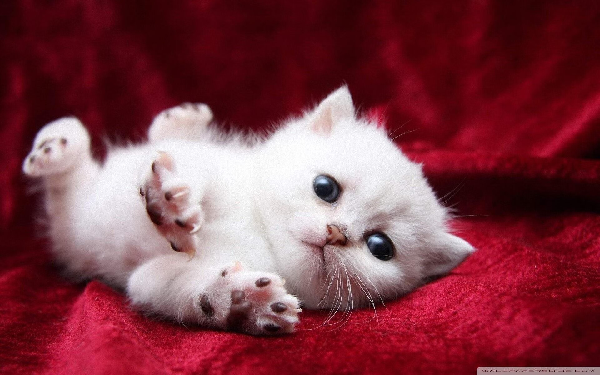 西班牙豪门球队签下新后卫,防线更稳固,西班牙足球甲级联赛豪门球队