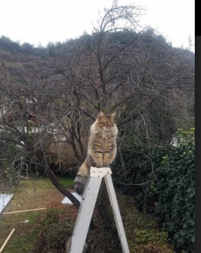 九游游戏中心官网-足球比赛焦点：球场狂欢令人难忘，足球场视频