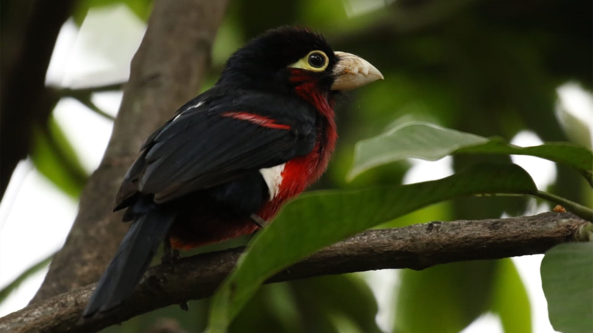 九游网页版入口-里昂欧战表现抢眼，里昂vs