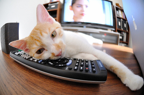 世界游泳世锦赛中国跳水队表现抢眼,国际泳联跳水世锦赛