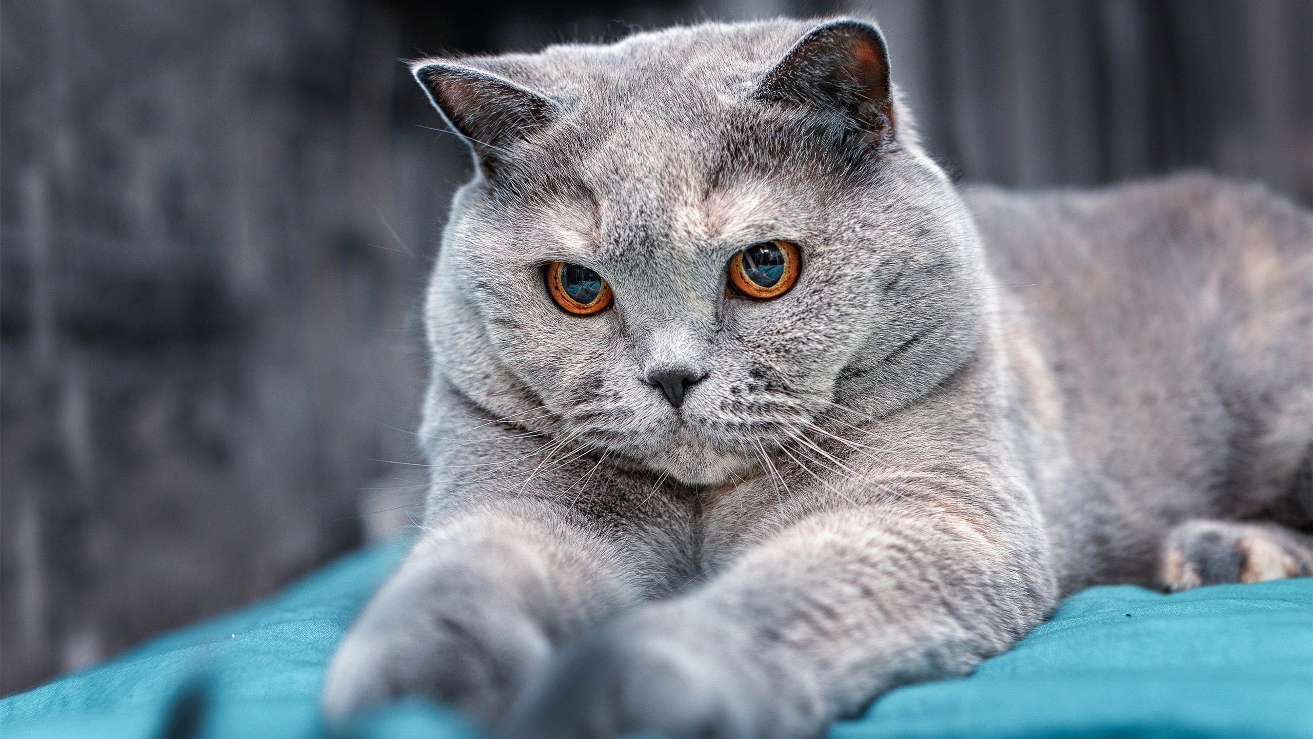 中国篮球职业联赛俱乐部财务管理风险防控,篮球俱乐部风险分析