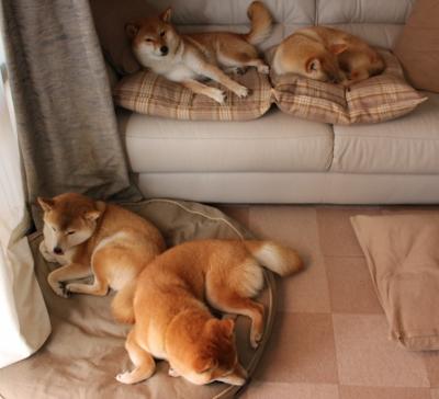 体育公益项目社会影响力研究，关于体育的公益项目