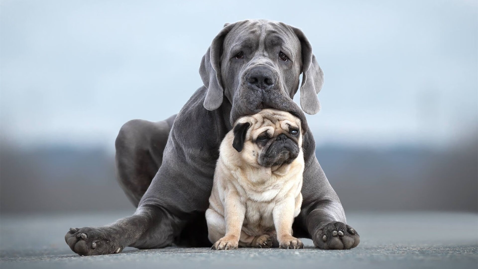 全国青少年花样游泳比赛碧水激扬,花样游泳世界青年锦标赛