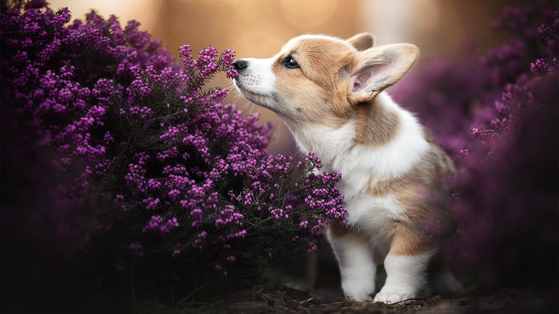 转会大爆炸:豪门用新援如何影响未来战局?,转会期大爆料