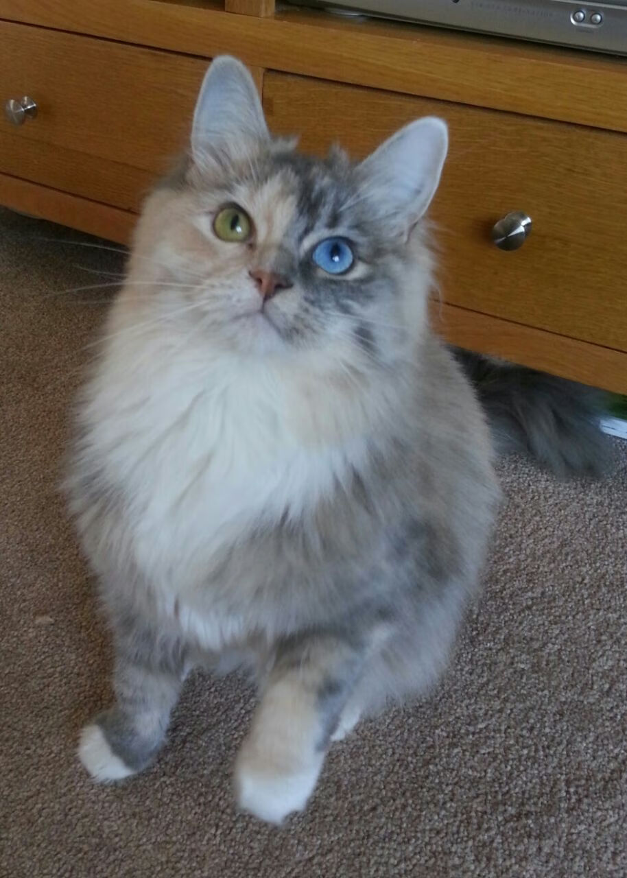 中超联赛中国女足战平 球迷呼吁加强青训,2020中超俱乐部组建女足