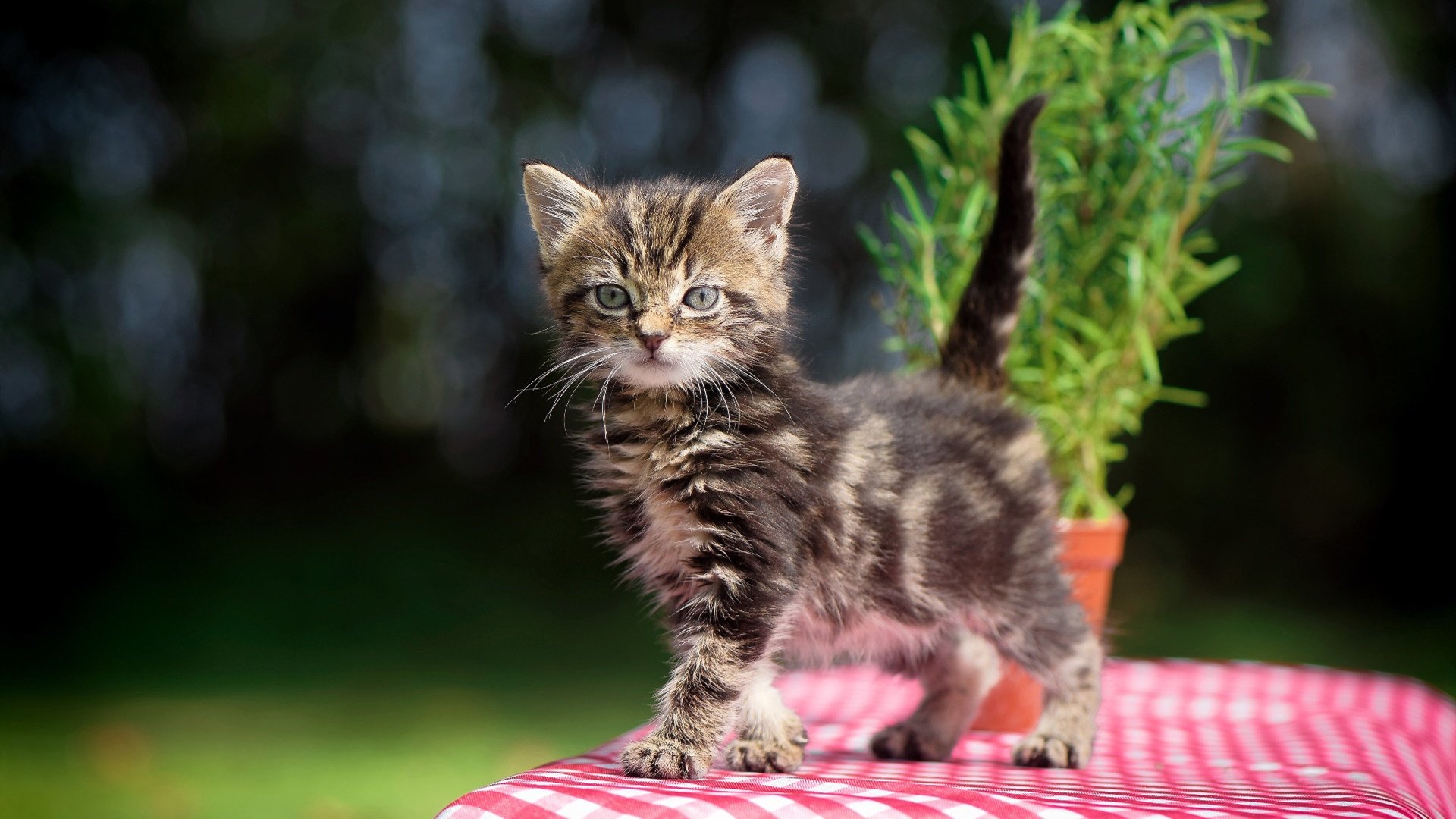 世界杯逆转经典：英雄完成不可思议的奇迹！，世界杯十大逆转