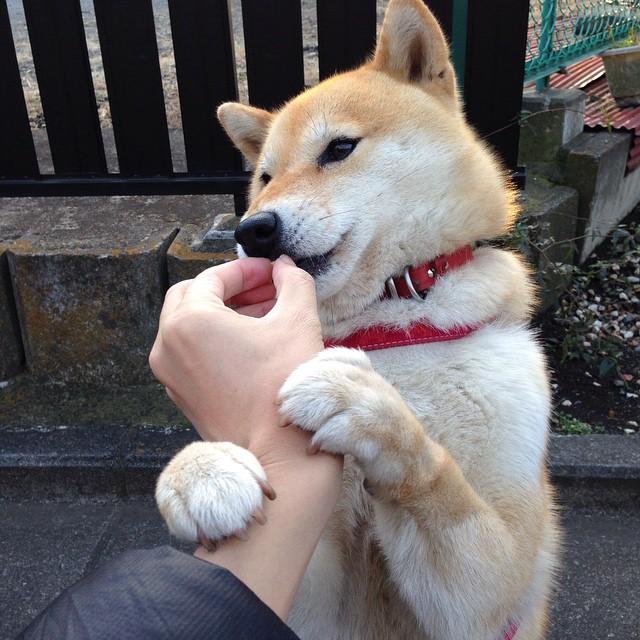 全黑队的强大防守与精准传球,使其在比赛中始终保持领先,全黑队服