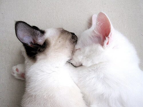 JIUYOU GAMING-西甲火力全开：连续破门，震撼全场！，西甲连胜纪录